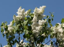 St._Joan_20110527_Main_BG_TP_4