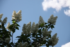 St._Joan_20110527_Main_BG_TP_5
