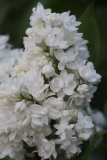St_Joan_2021_IP_dacha_TP_3