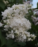 St_Joan_2021_IP_dacha_TP_4