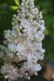St._Margaret_2021_IP_dacha_TP_1