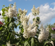 St._Margaret_2021_IP_dacha_TP_3