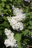 St._Margaret_2021_IP_dacha_TP_5