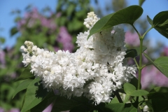 St._Margaret_2021_IP_dacha_TP_6
