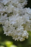 St_Margaret__Main_BG_TP_1