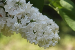 St_Margaret__Main_BG_TP_5