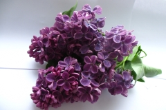 Staraya_Moskva_TP_3