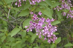 Steencruysii