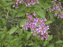 Steencruysii_2003_HP_MM__DM