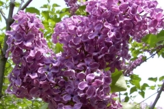 Sumerki