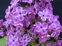 Sumerki_LNT2