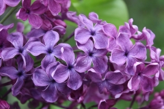 Sumerki_TP_2