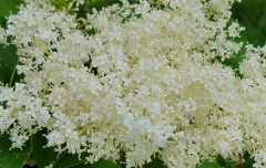 Summer_Snow_20170531_DA_MLD_5