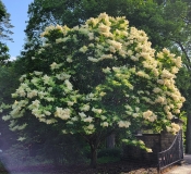 Summer_Snow_20210604_DA_MLD_age_30