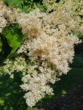 Summer_Snow_20210604_DA_MLD_age_30_4