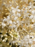 Summer_Snow_20210604_DA_MLD_age_30_5