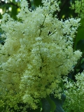 Summer_Snow_20210604_DA_MLD_no._2_age_30_2