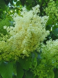 Summer_Snow_20210604_DA_MLD_no._2_age_30_3