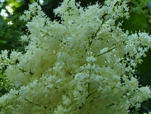 Summer_Snow_20210604_DA_MLD_no._2_age_30_4