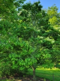 Summer_Snow_20210604_DA_MLD_no._2_age_30_5
