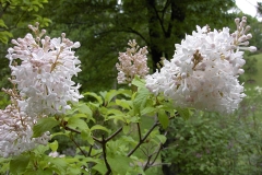 Summer_White_BP__MW_1