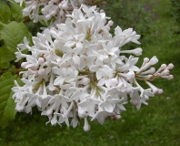 Summer_White_BP__MW_2