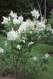 Summer_White_CH