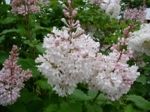 Summer_White_KP_HI