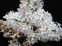 Summer_White_LNT