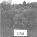 Sunny_2005_WH