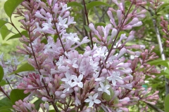 Superba (pubescens microphylla)