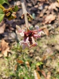 Superba_20211203_MLD_MLD