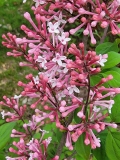 Superba_20220503_MLD_MLD_4