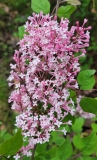 Superba_20220508_MLD_MLD_1