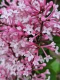 Superba_20220508_MLD_MLD_2