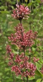 Superba_20230422_MLD_MLD_1