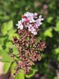 Superba_20240414_MLD_MLD
