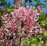 Superba_20240422_MLD_MLD_2