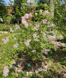 Superba_20240427_MLD_MLD