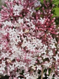 Superba_20240427_MLD_MLD_2