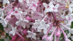 Superba_pubescens_microphylla_201605_SA_BB_2