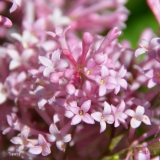Superba_pubescens_microphylla_2019_LM_CF