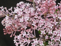 Superba_pubescens_microphylla_LNT