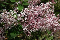 Superba_pubescens_microphylla_ZB