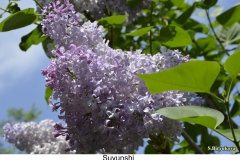 Suyunshi