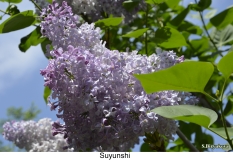 Suyunshi_2024_Russia_SB_1