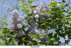 Suyunshi_2024_Russia_SB_2