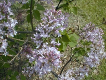 Swarthmore_2003_HP_MM__DM