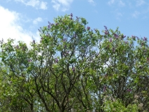 Swarthmore_20190506_MA_MLD_4