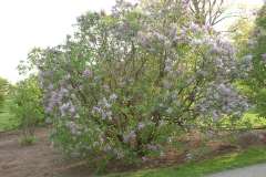 Swarthmore_New_York_ZB_1